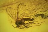 Detailed Fossil Flies (Diptera) In Baltic Amber #87245-2